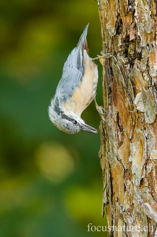 Sittelle 4536.jpg - Sittelle torchepotSitta europaeaEurasian Nuthatch (Ermitage, Genève, Suisse, juillet 2012)